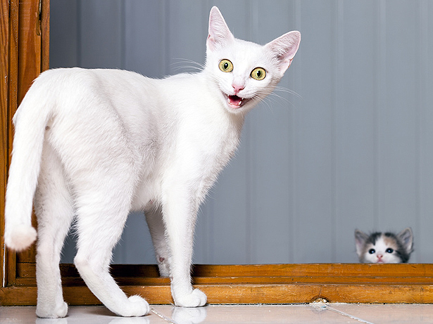 Verrückte Katzen